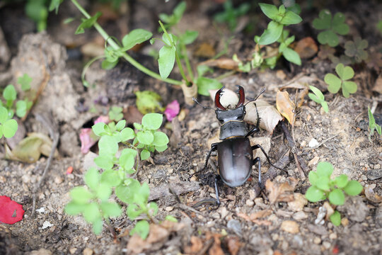  Stag beetle male on brown ground. Close-up, Lucanus cervus. Czech republic, Europe.