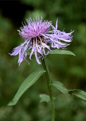 purple flowers of wild plant centaurea jacea