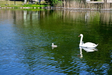 A view of a big white swan swimming through a vast yet shallow pond, river, or lake together with small duckings or swans seen next to a coast covered with reeds, herbs, and other flora in summer