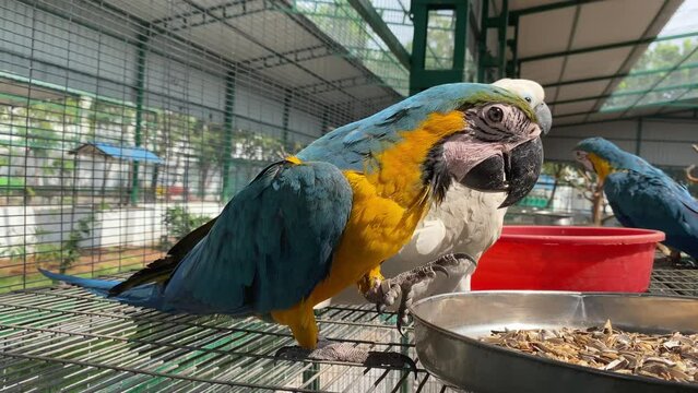 A beautiful blue-and-yellow macaw with a white sulphur-crested cockatoo in a zoo setup