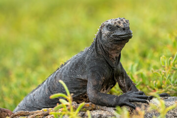 Marine Iguana