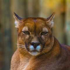 Obraz premium portrait of a lion