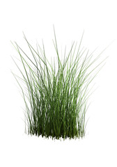 3D rendering of realistic grass.
