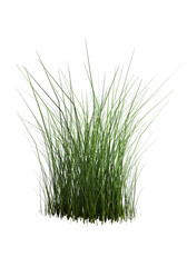 Obraz premium 3D rendering of realistic grass.