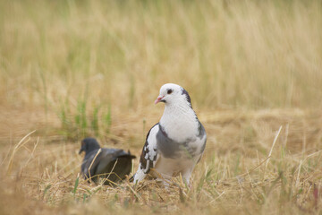 grey-white pigeon in dry grass