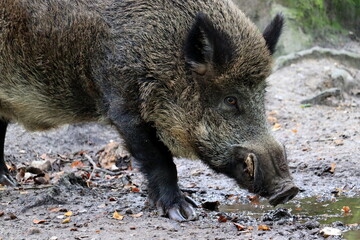 Wild Boar resting and feeding during the winter