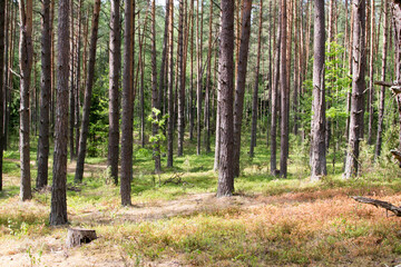 
Drought in the pine forest, blueberries dried in the sun, global warming.