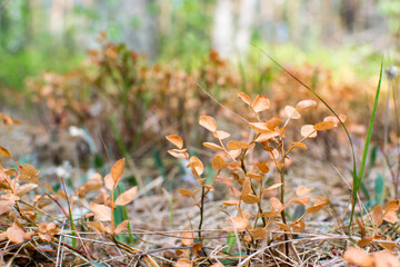 
Drought in the pine forest, blueberries dried in the sun, global warming.