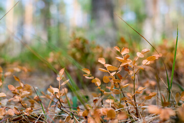 
Drought in the pine forest, blueberries dried in the sun, global warming.