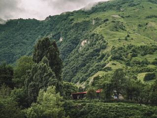 Trees and green hills in the mountains