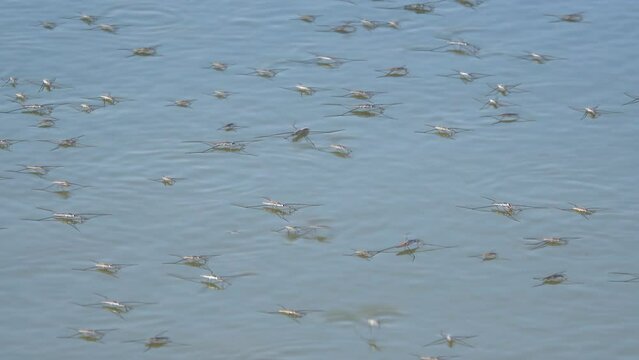 Group of water strider on a water