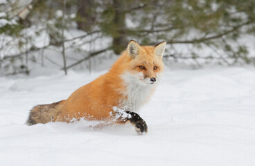 Red fox (Vulpes vulpes) in the freshly fallen snow in Algonquin Park, Canada