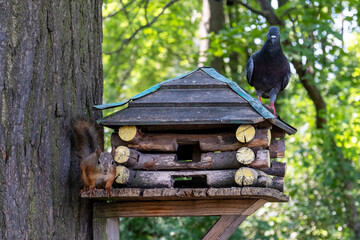 Squirrel and pigeon waiting for food at the feeder