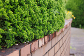 green ivy on the garden wall 