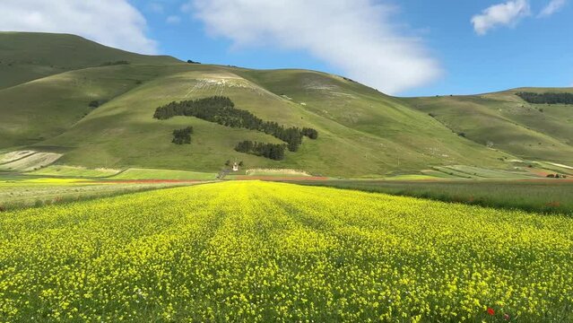 Panoramic view of a field of lentils flowers in the Pian Grande near Castelluccio di Norcia, Umbria region, Italy