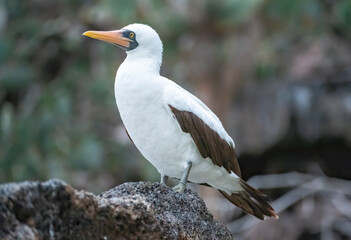 Nazca Booby