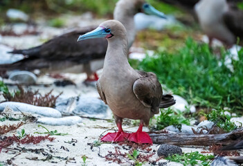 Red Footed Booby