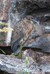 Galapagos Striated Heron