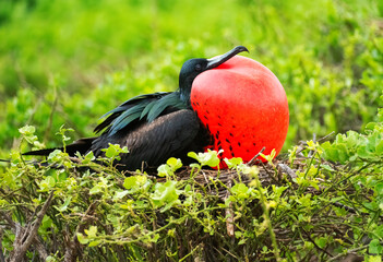 Naklejka premium Galapagos Frigate Bird