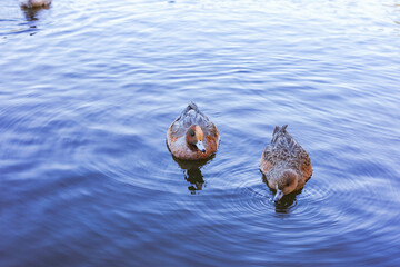 duck swimming in the water