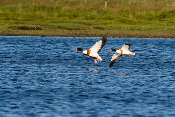 Brandgänse im Flug in der Abendsonne (Tadorna tadorna) 