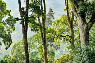 trees in the forest