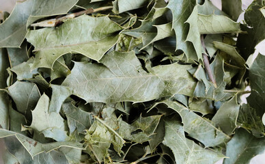 Espinheira santa - herb leaves for tea