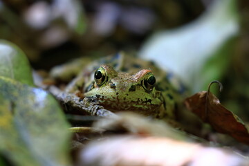 Green Frog playing, swimming and resting on a pond in spring