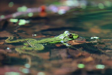 Green Frog playing, swimming and resting on a pond in spring