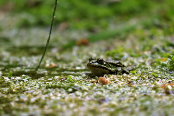 Green Frog playing, swimming and resting on a pond in spring