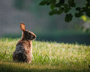 rabbit in the grass