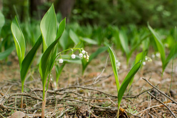 Lilies of the valley, white flowers, bluebells, spring flowers, wild white flowers, month of May, lilies of the valley in the forest, poisonous plant