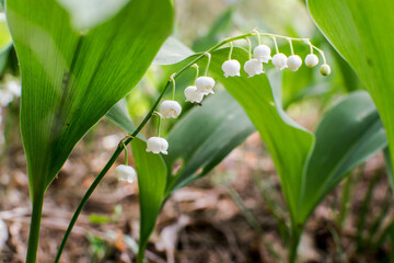 Lilies of the valley, white flowers, bluebells, spring flowers, wild white flowers, month of May, lilies of the valley in the forest, poisonous plant - obrazy, fototapety, plakaty