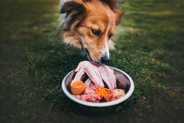Dog  eating a bowl of raw food - obrazy, fototapety, plakaty