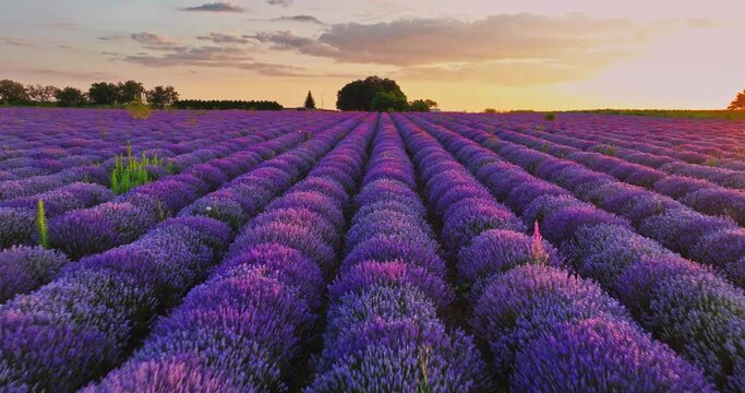 Lavender field at sunset, aerial view over endless blooming flowers in rows 4k Video