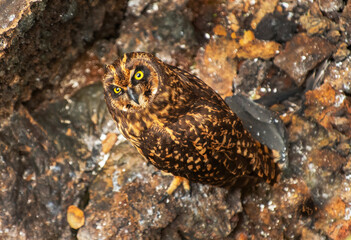 Galapagos Short Eared owl