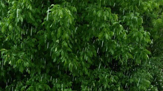 Rain in the forest. Beautiful summer rain on a background of green foliage. Slow motion of raindrops on the street.