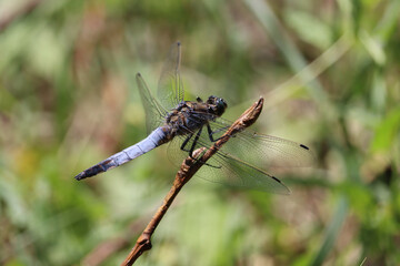 OrtOrthetrum cancellatum sitting on vegetation