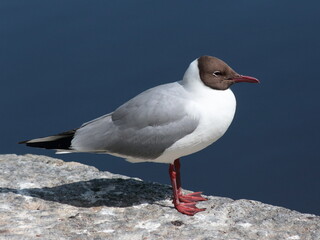 Black-headed gull by a pond in Hämeenlinna, Finland.