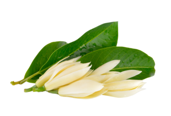 White Champaka on transparent png