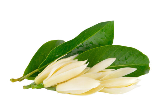 White Champaka on transparent png