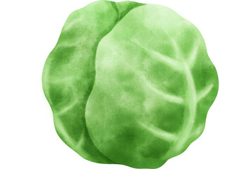 Green Cabbage