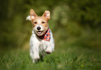 Active happy jack russell terrier puppy running. Hyperactive pet dog training.