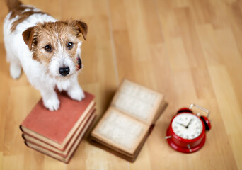 Cute pet dog with alarm clock and books. Back to school or puppy training background.