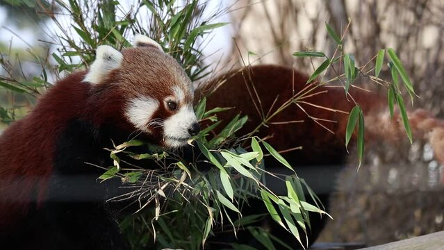Cute Red Panda Eats Plant in Zoological Garden. Lesser Panda (Ailurus Fulgens) in Zoo. Endangered Animal Outside.