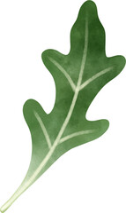 Arugula 