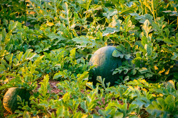 Fresh watermelon fruits growing in the watermelon field at sunset.