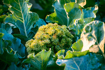 Broccoli growing in vegetable garden, close-up view.