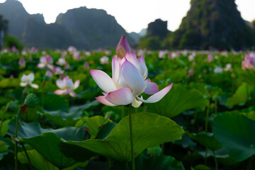 Big lake full of lotus flowers in full bloom lush green leaves and pink petals near dragon mountain...
