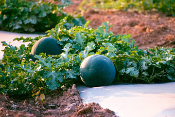 Fresh watermelon fruits growing in the watermelon field at sunset.